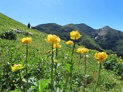 23 Distese fiorite di Trollius europaeus (Botton d'oro) con vista in Cimetto-Foppazzi-Grem